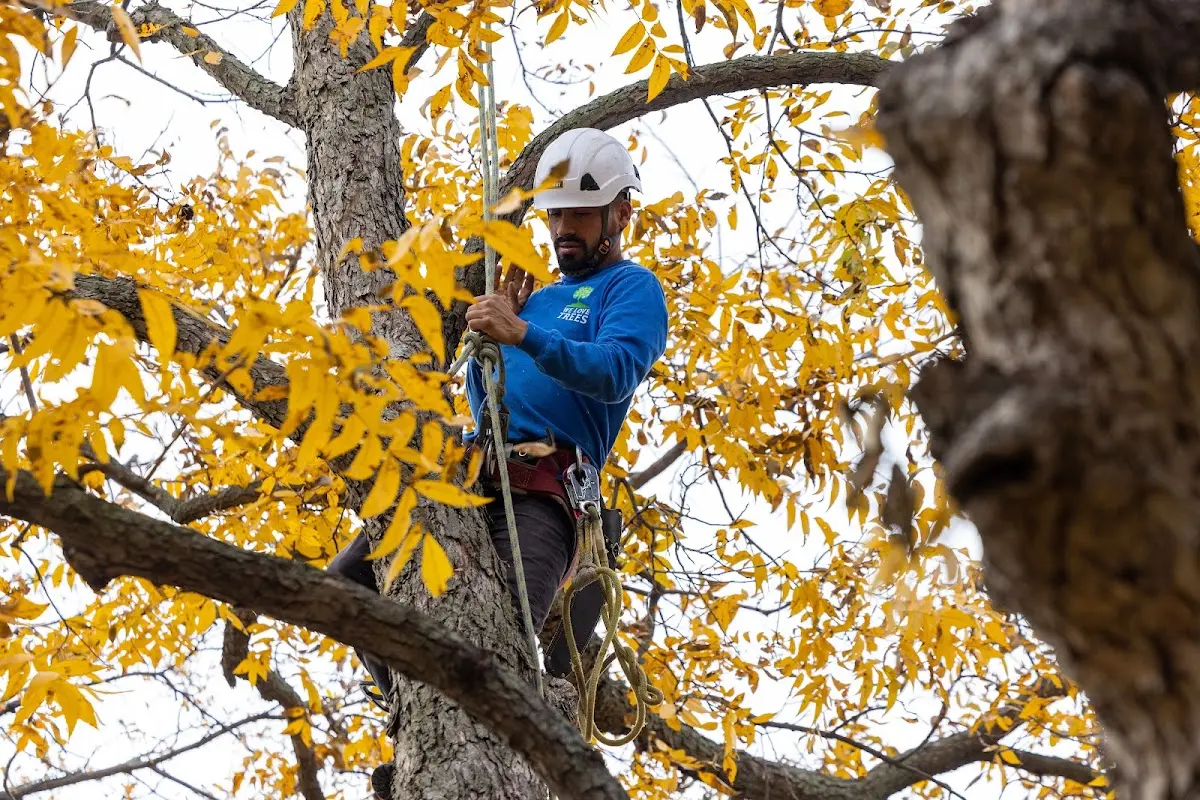 Skilled Tree Planing crew working in Hettinger